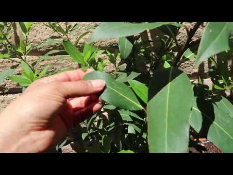 Laura Bay Leaf Tree //  Growing in a container/ Harvesting Bay Leaves