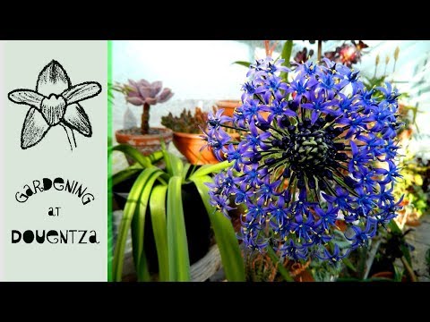 Video: Thông tin về Hoa loa kèn Veltheimia - Bạn trồng cây hoa loa kèn rừng như thế nào