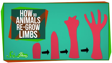 How Do Animals Re-Grow Limbs (And Why Can