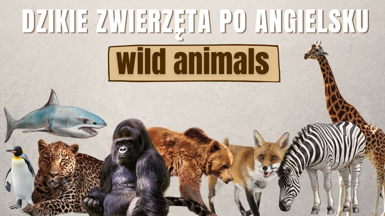 Dzikie zwierzęta po angielsku | WILD ANIMALS in English - YouTube