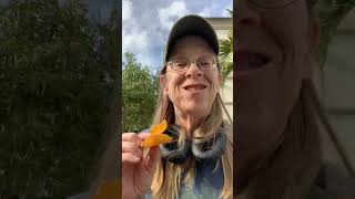 Again Ruffles tries to make end me-Honey Habanero food review #viral #trending #food  #funny