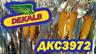 🌽 Кукурудза Dekalb DKS3972. Результати вирощування в 2021 році.