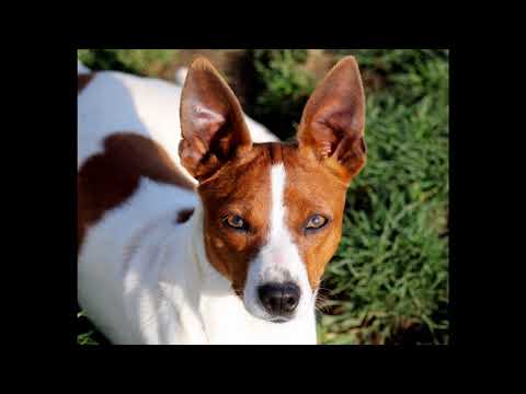 ვიდეო: Rat Terrier ძაღლის ჯიშის ჰიპოალერგიული, ჯანმრთელობისა და სიცოცხლის ხანგრძლივობა