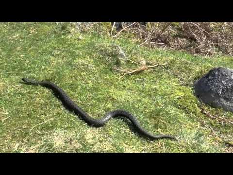 Bowland Adder