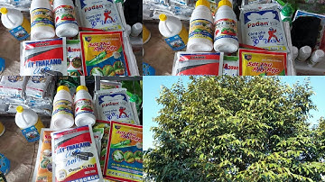 Xịt rầy quản lý rầy hiệu quả trên sầu riêng tránh rầy kháng thuốc