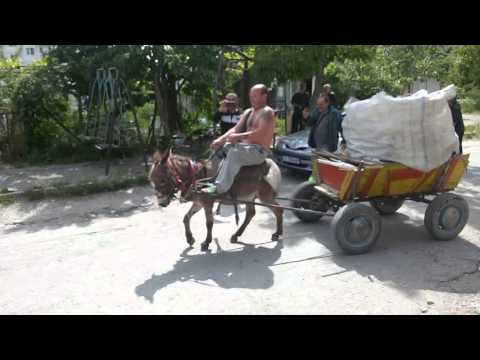 Видео: Особености на отглеждането на магарета и грижата за тях