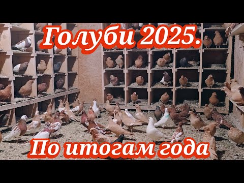 Голуби 2025 | Итоги года и состояние банды