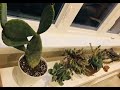 Succulent Windowsill Set up in Our Bedroom; Sedum, Crassula and Echeveria Propagation Tips
