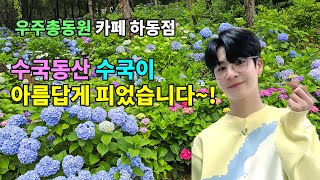 우주총동원 💚정동원💚 카페 수국동산 수국이 아름답게 피었습니다~!