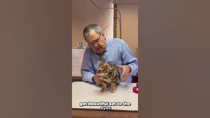 Video 4896681: american cat breeds, american hair, cat wonderful