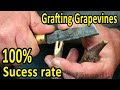 BEST grafting technique when GRAFTING GRAPEVINES | 100% success rate with healthy stocks and scions