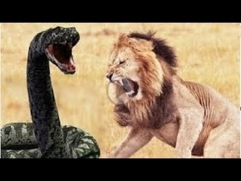 Most Amazing Wild Animal Attacks 1 King Cobra Python Anaconda CRAZIEST Animal Fights