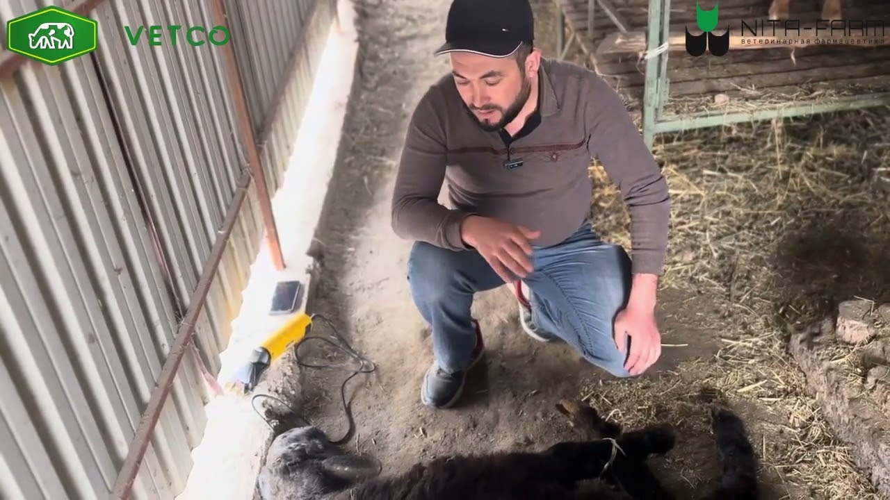 Куйларди жунини олаётганда нималарга этибор каратиш керак видео давомида кискача корсатиб утамиз.