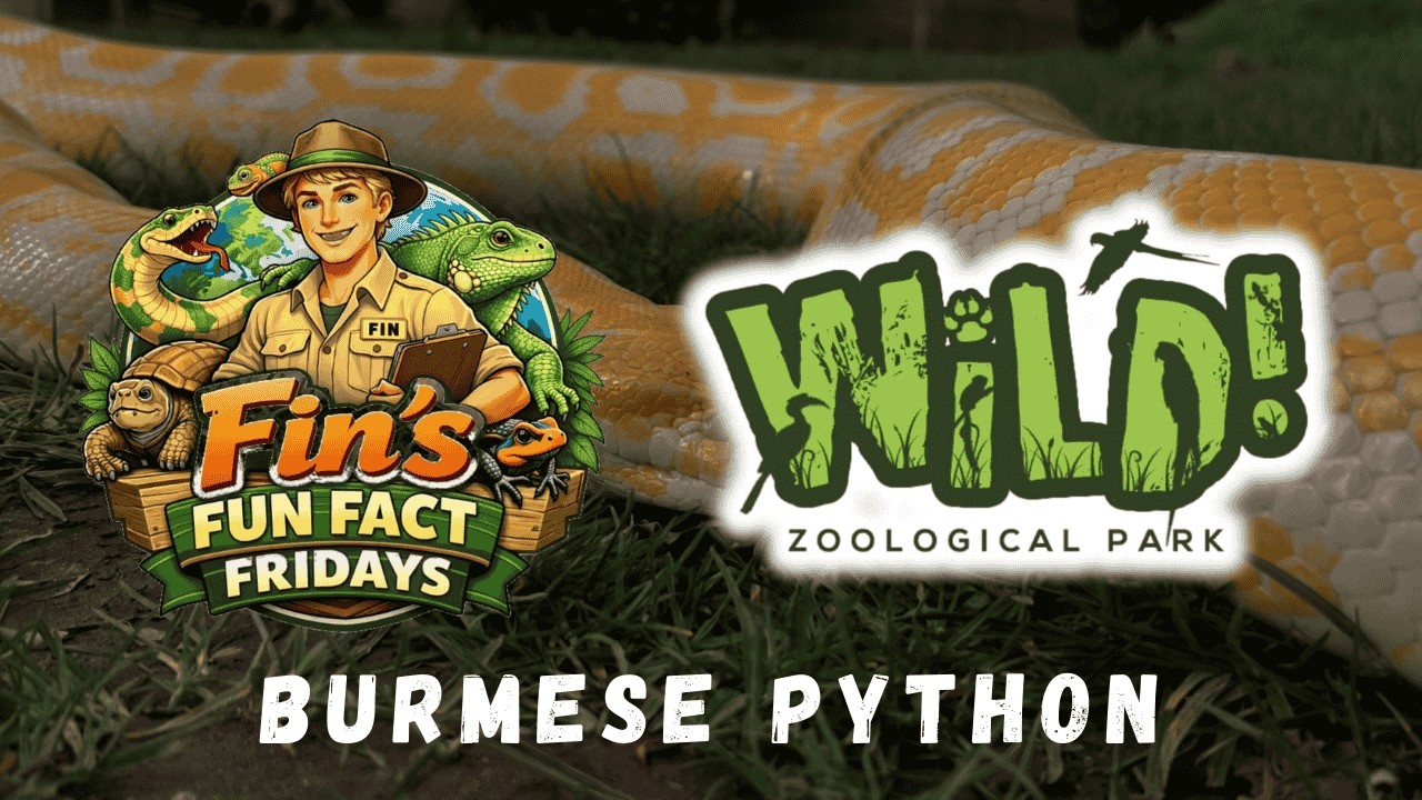INTRODUCING - Fin's Fun Fact Friday - YouTube