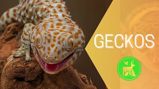 Unbelievable! You Won't Believe which Geckos Made Our List of the 'TOP 7'