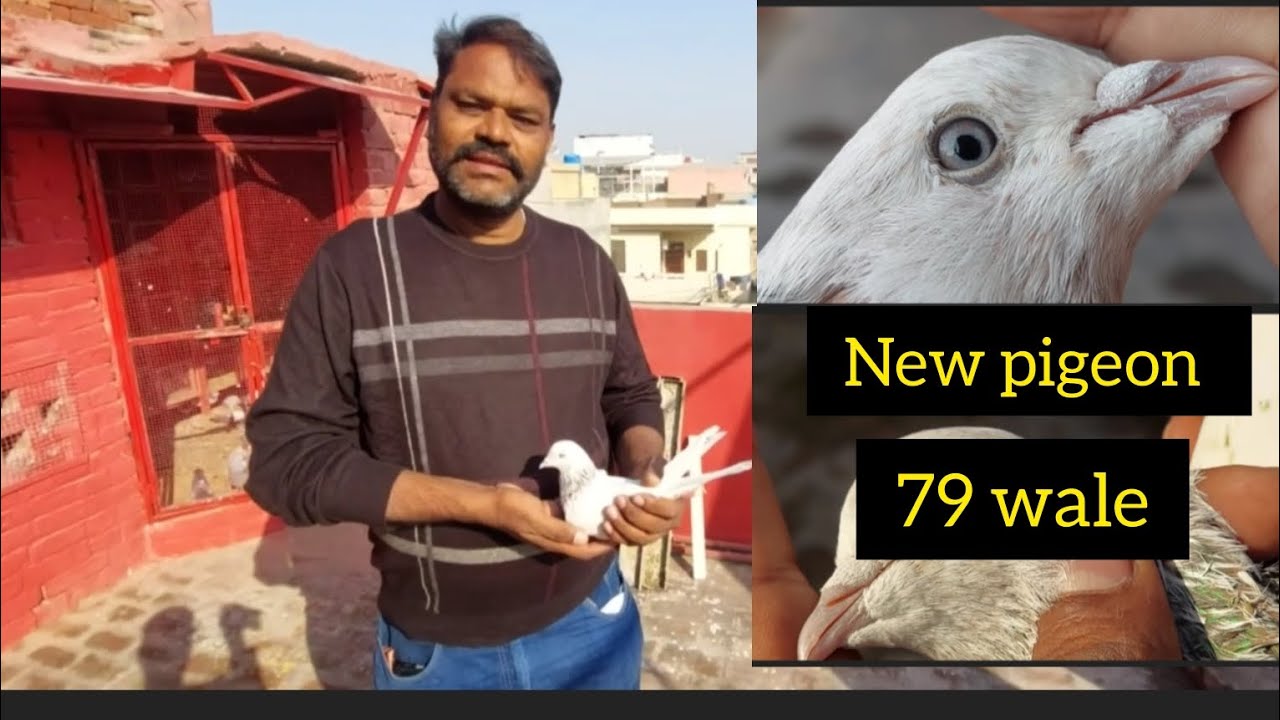 New pigeon 79 wale // new kabootar 79 wale