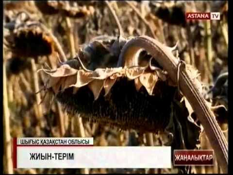 Бейне: Күнбағыс сыпырғышы - қауіпті жау