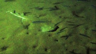 Tiburón angelote o pez ángel cazando por la noche - Canarias