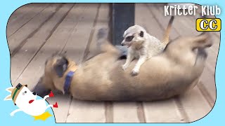 Meerkat Grows Up With Dogs And Becomes Their Boss (Part 1) | Kritter Klub