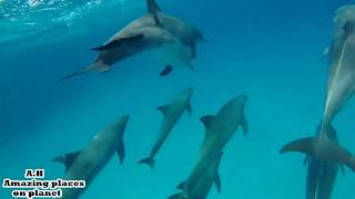 Dolphin Dance Dolphin House & Snorkeling  Best Memories Hurghada