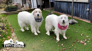 まだお迎えじゃなくてガッカリしたルンルンとアランです　Great Pyrenees　グレートピレニーズ