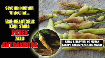 5 JURUS ATASI PATEK/ ANTRAKNOSA PADA CABE. Ternyata Gak Harus Pake Fungisida Mahal.