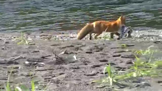 Fox-thief  Лиса-воровка