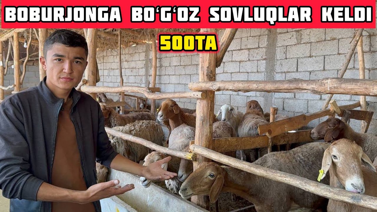 Boburjonga 500ta Boʻgʻoz Qoʻylar keldi,Tekinga Qoʻy Tarqatamiz Shoshiling