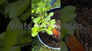 Grow Citrus Lime Trees in Pots 🍋🟩 Easy Tips for Fresh Home Harvest! #growShorts #LimeTreeTips