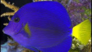 Pez Cirujano Purpura Zebrasoma Xanthurum Ficha Técnica