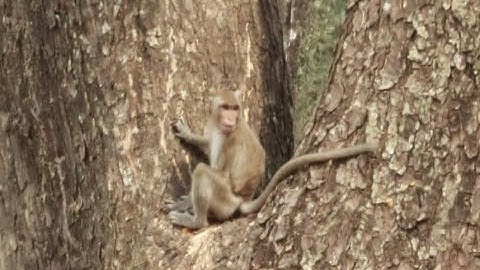 Monkey JANNA run a way from jane when see  joey in Amber Group,March 16,2022/U-Share Mk255
