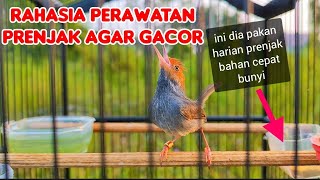 Download Lagu perawatan prenjak bahan agar gacor, sangat mudah merawat burung prenjak kepala merah dari pikat MP3