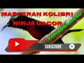 Masteran Kolibri Ninja Gacor Di Jamin Ampuh Untuk Burung Kolibri Bahan Lainya Mp3 - Mp4 Download