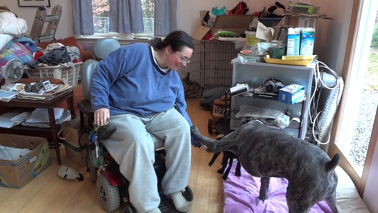 Barnum & Sharon playing For Horrowitz Dog Cognition Study YouTube