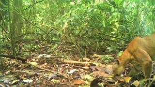 Puma in Darien, Panama