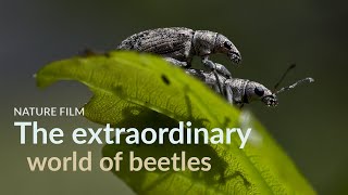 The extraordinary world of beetles