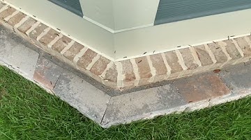 Sod Webworm Infestation