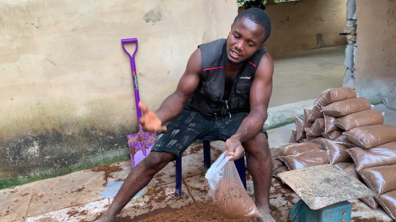 Bagging of sawdust for mushroom farming: packaging of sawdust /mushroom 