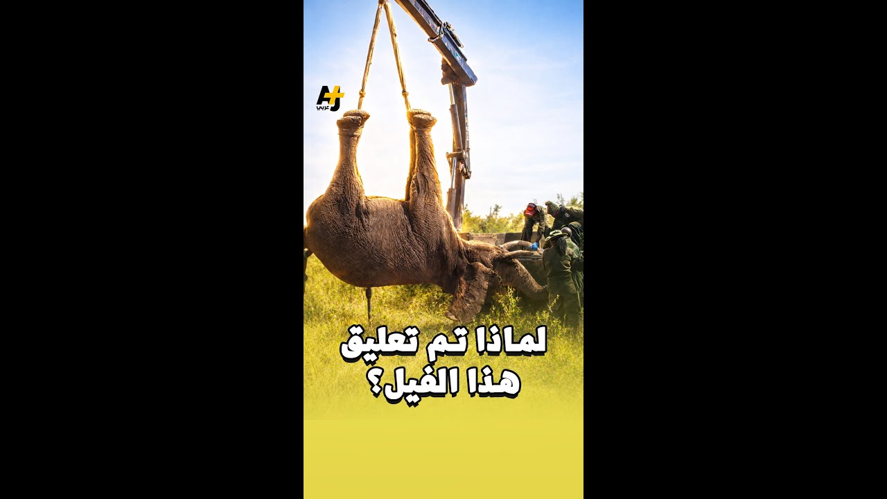 رحلة مصيرية لذكور الفيلة لكن ما علاقة وحيد القرن بالموضوع؟