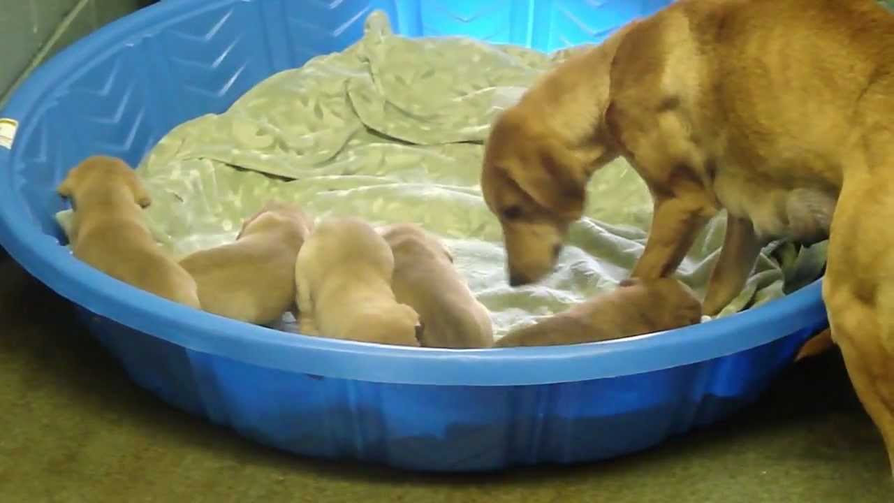 Scotland County Humane Society Foster/Rescue needed! Mama Hound Dog and