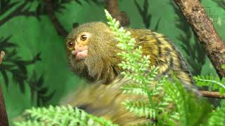 Pygmy Marmoset |Also known as a finger monkey,  can leap a distance of 16 feet to get from one tree