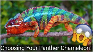 Choosing Your Panther Chameleon
