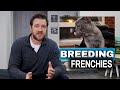 How to Breed French Bulldogs - Breeding Process