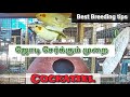 how to cocktail pair ( Tamil ) | Cockatiel Best Breeding and caring tips in tamil | Real Feathers