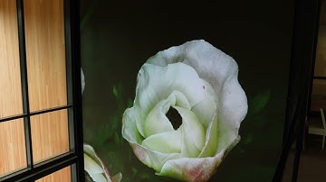 A Window into the Natural World