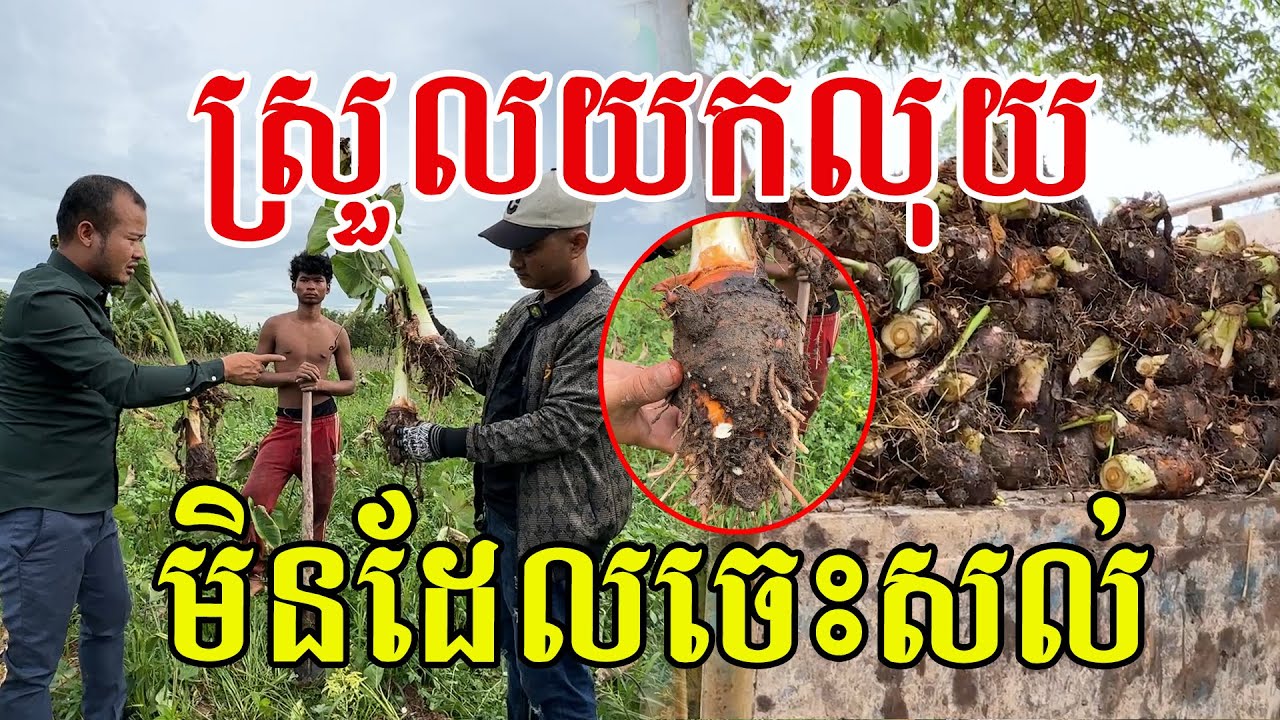 ស្រួលយកលុយ មានប៉ុន្មានក៏អស់ ទីផ្សារល្អជាងដំណាំផ្សេងៗ