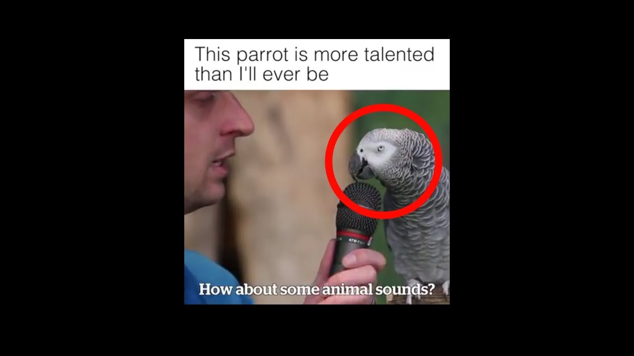 BURUNG KAKATUA TERPINTAR DI DUNIA! 