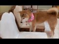 遊びたくて探り合う柴犬と子猫 Shiba Inu and kittens that want to play together
