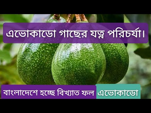 ভিডিও: অ্যাভোকাডো তথ্য: অ্যাভোকাডো গাছ লাগানো এবং অ্যাভোকাডো গাছের যত্ন