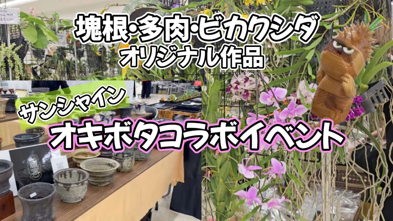 Spring Sunshine🌸] Midori no Kaze Event Collaboration!! Lots of